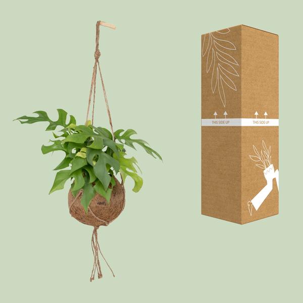 Monstera Minima Kokodama | 25 cm | Potmaat Ø15 cm | Inclusief gratis kokodama