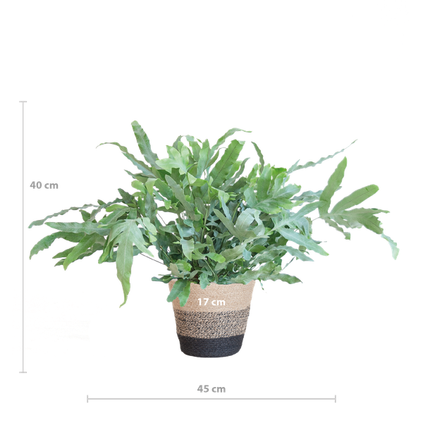 Phlebodium Aureum - Blauwvaren | 40 cm | Potmaat Ø17 cm | Luchtzuiverend, Makkelijk & Diervriendelijk