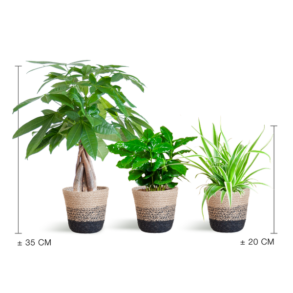 Furry Friends Box - Kleine Kamerplanten Set | Diervriendelijke & Luchtzuiverende Planten