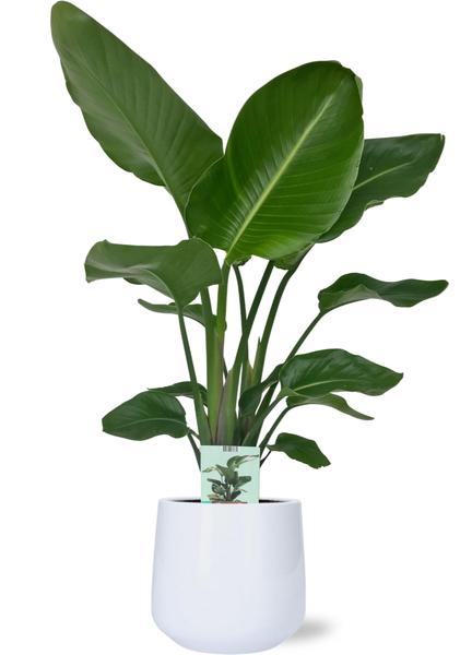 Strelitzia Nicolai M - Paradijsvogelplant | 90-100 cm | Potmaat Ø17-19 cm | Inclusief gratis pot