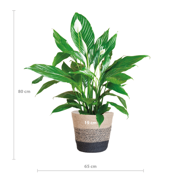 Spathiphyllum Sweet Lauretta - Lepelplant | 80 cm | Potmaat Ø21 cm | Luchtzuiverend & Makkelijk te verzorgen