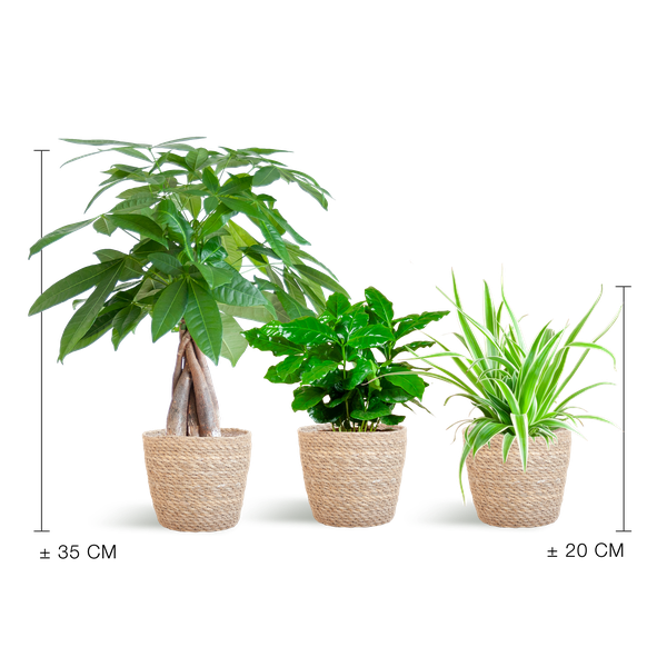 Furry Friends Box - Kleine Kamerplanten Set | Diervriendelijke & Luchtzuiverende Planten