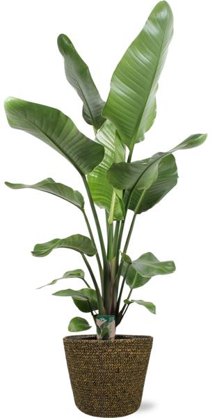 Strelitzia Nicolai M - Paradijsvogelplant | 90-100 cm | Potmaat Ø17-19 cm | Inclusief gratis pot