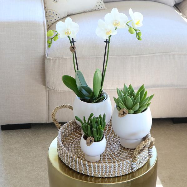 Gift set Scandic white