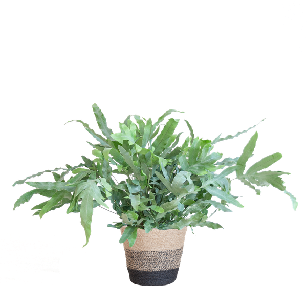 Phlebodium Aureum - Blauwvaren | 40 cm | Potmaat Ø17 cm | Luchtzuiverend, Makkelijk & Diervriendelijk