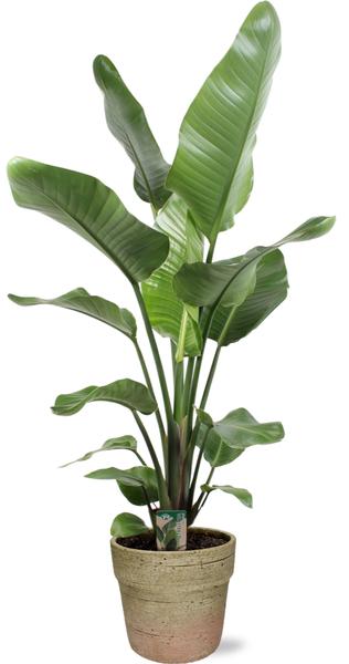 Strelitzia Nicolai M - Paradijsvogelplant | 90-100 cm | Potmaat Ø17-19 cm | Inclusief gratis pot