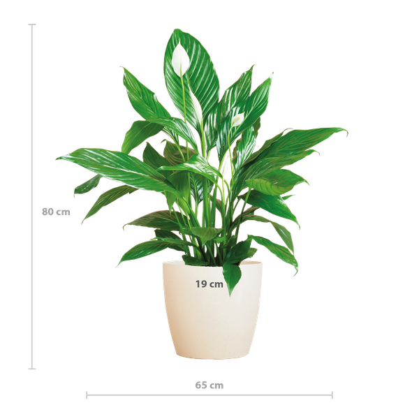 Spathiphyllum Sweet Lauretta - Lepelplant | 80 cm | Potmaat Ø21 cm | Luchtzuiverend & Makkelijk te verzorgen
