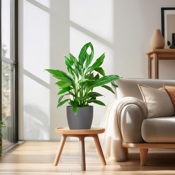 Spathiphyllum Sweet Lauretta - Lepelplant | 80 cm | Potmaat Ø21 cm | Luchtzuiverend & Makkelijk te verzorgen