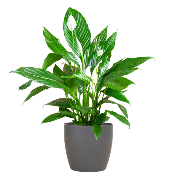 Spathiphyllum Sweet Lauretta - Lepelplant | 80 cm | Potmaat Ø21 cm | Luchtzuiverend & Makkelijk te verzorgen