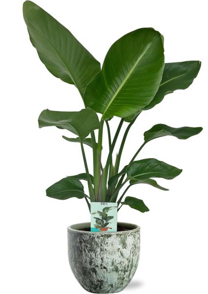 Strelitzia Nicolai M - Paradijsvogelplant | 90-100 cm | Potmaat Ø17-19 cm | Inclusief gratis pot