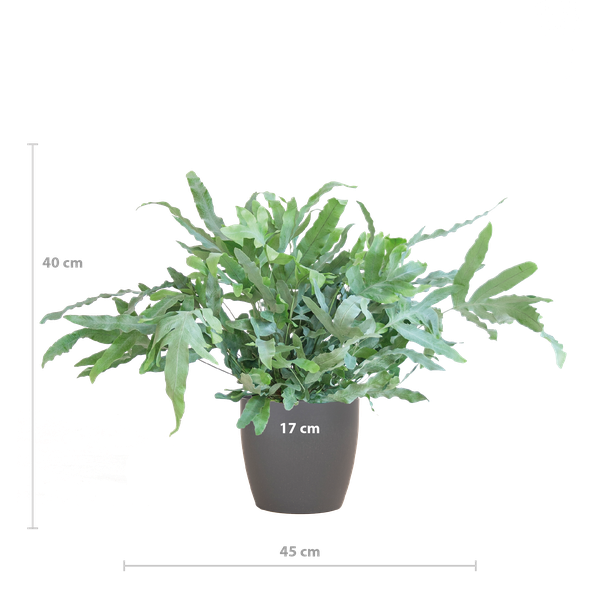 Phlebodium Aureum - Blauwvaren | 40 cm | Potmaat Ø17 cm | Luchtzuiverend, Makkelijk & Diervriendelijk