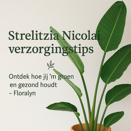 Strelitzia Nicolai verzorging
