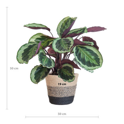 Afmeting Calathea Medallion