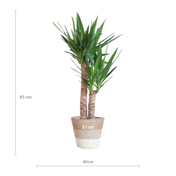 Afmeting Yucca
