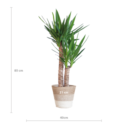 Afmeting Yucca