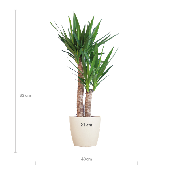 Afmeting van een Yucca kamerplant