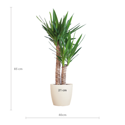 Afmeting van een Yucca kamerplant