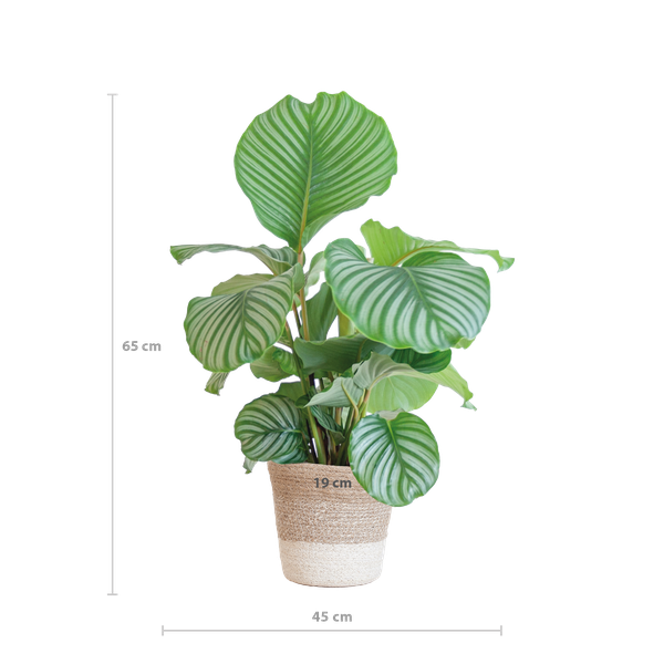 Afmetingen Calathea Orbifolia