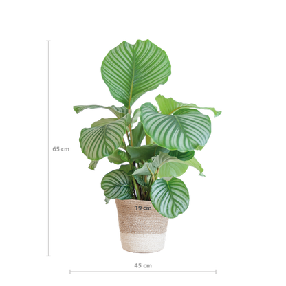 Afmetingen Calathea Orbifolia