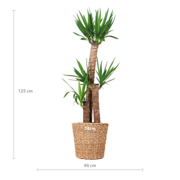 Afmetingen Yucca XL