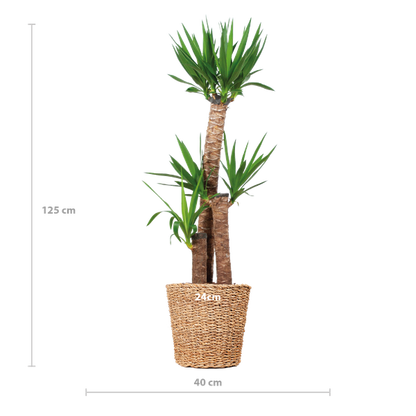Afmetingen Yucca XL
