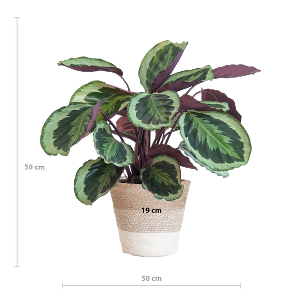 Afmetingen van een Calathea Medallion