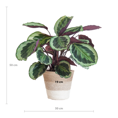Afmetingen van een Calathea Medallion