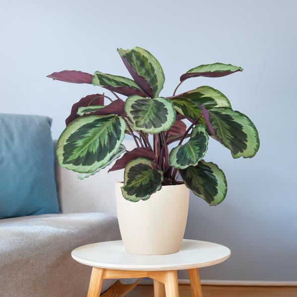 Binnenplant op tafel bij natuurlijk licht