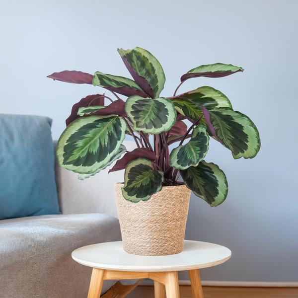 Bladplant met warme kleuren voor binnenruimtes