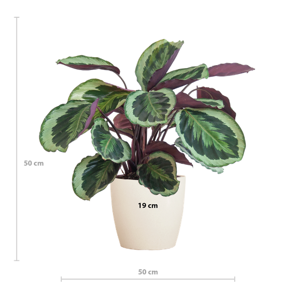 Breedte Calathea Medallion