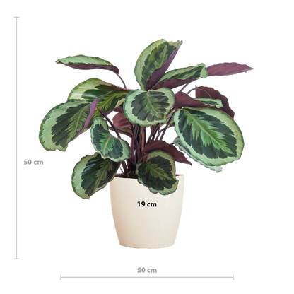 Breedte Calathea Medallion