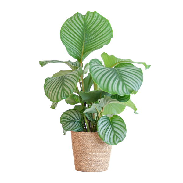 Calathea Orbifolia kamerplant met grote, gestreepte bladeren in siermand