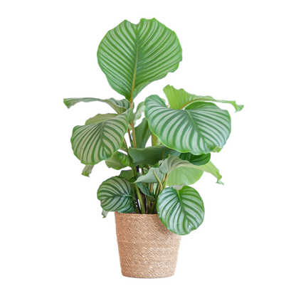 Calathea Orbifolia kamerplant met grote, gestreepte bladeren in siermand
