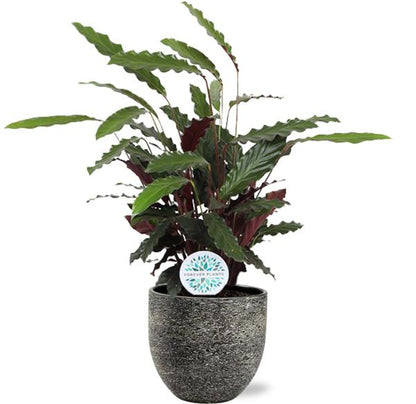Close-up van Calathea Rufibarba