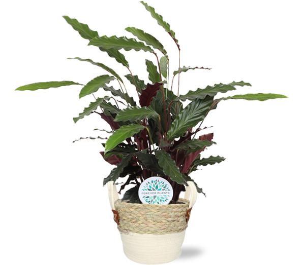 Close-up van Calathea Rufibarba bladtextuur