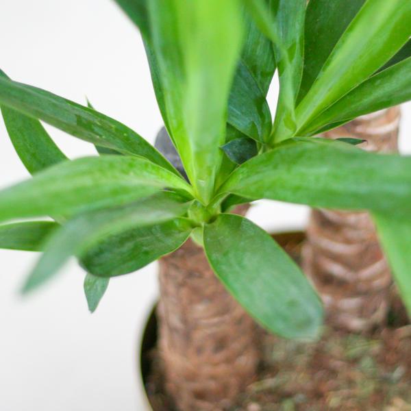 Close-up van Yucca-bladeren met stam