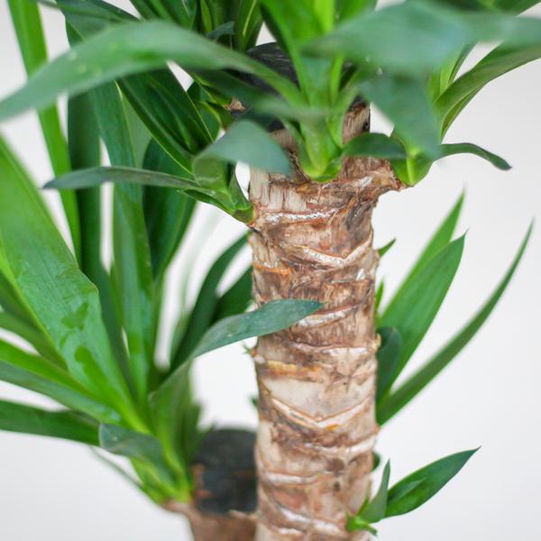 Close-up van Yucca-bladeren met stevige textuur