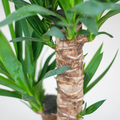 Close-up van Yucca-bladeren met stevige textuur