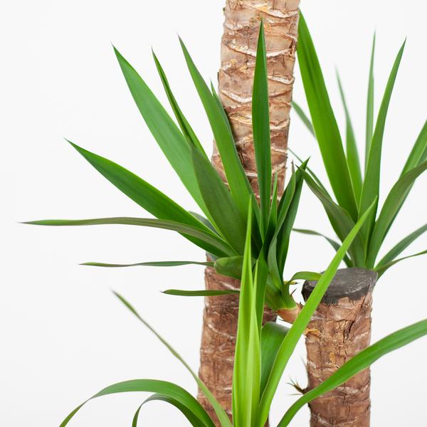 Close-up van Yucca XL bladeren met stevige textuur
