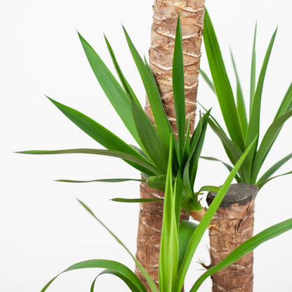 Close-up van Yucca XL bladeren met stevige textuur