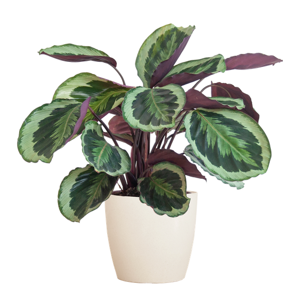Gedetailleerde foto van het kunstzinnige blad van de Calathea Medallion