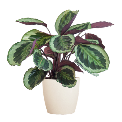 Gedetailleerde foto van het kunstzinnige blad van de Calathea Medallion