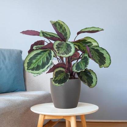 Groene plant in decoratieve pot op een lichte plek