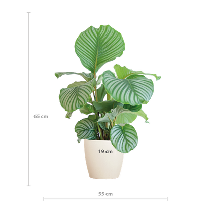 Hoe groot is een Calathea Orbifolia
