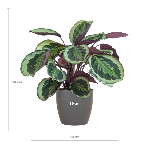 Hoogte Calathea Medallion