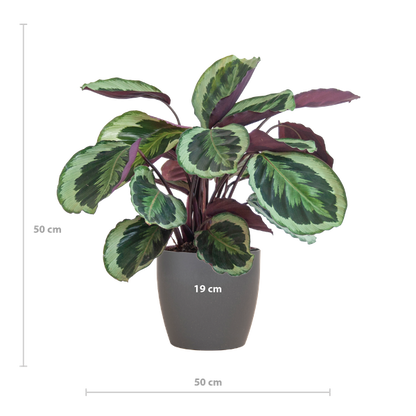 Hoogte Calathea Medallion
