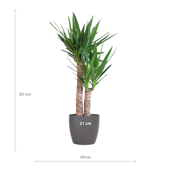 Hoogte van een Yucca kamerplant