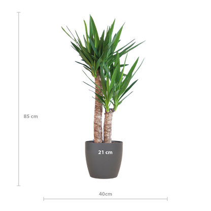 Hoogte van een Yucca kamerplant