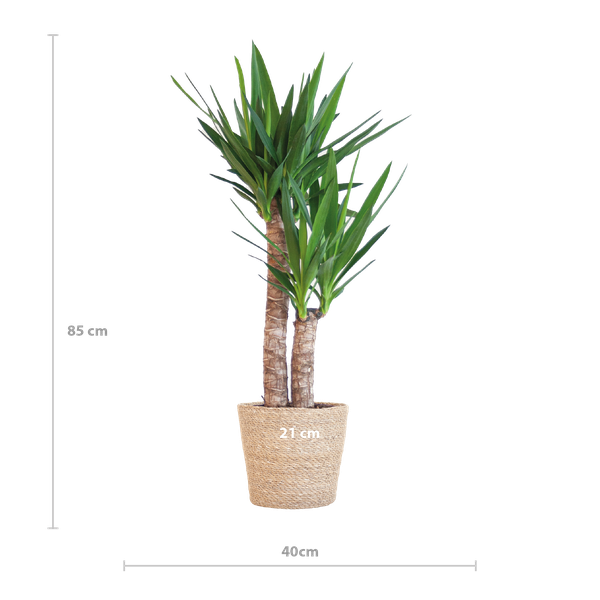 Hoogte van een Yucca kamerplant