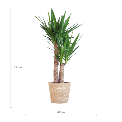 Hoogte van een Yucca kamerplant